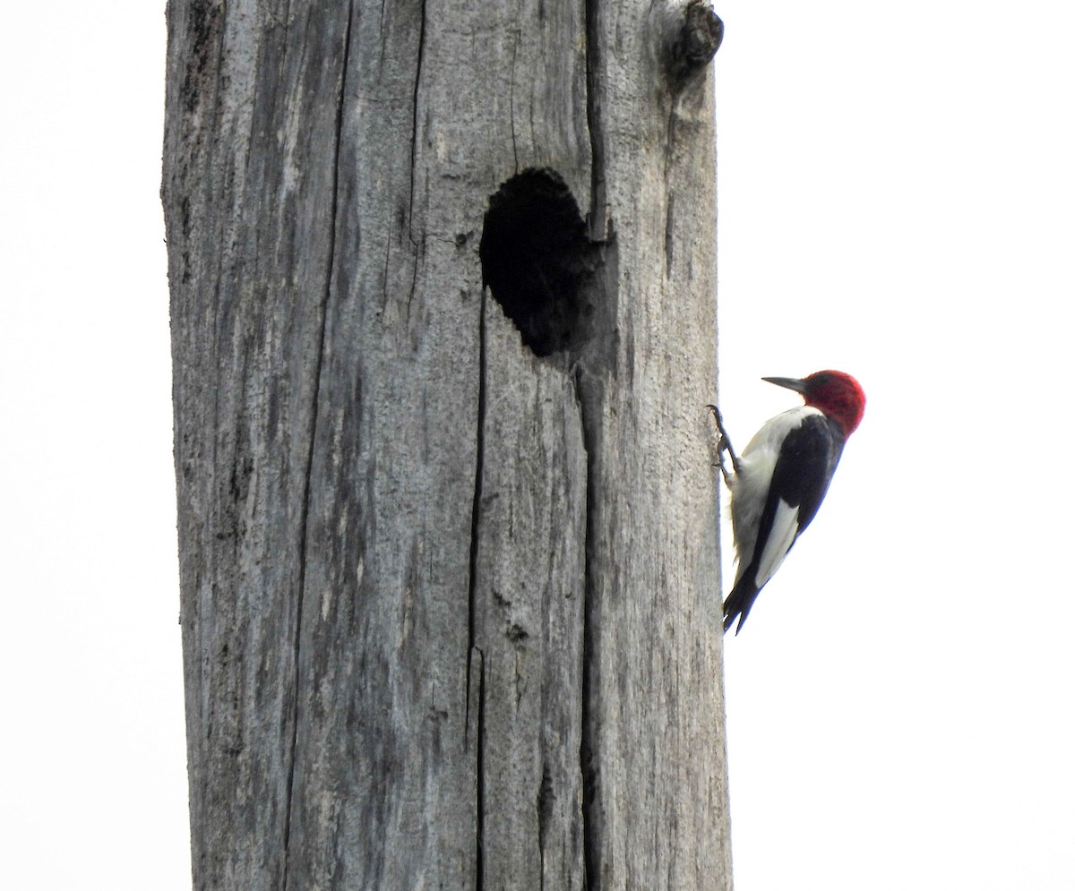 Red-headed Woodpecker - Susan Brauning