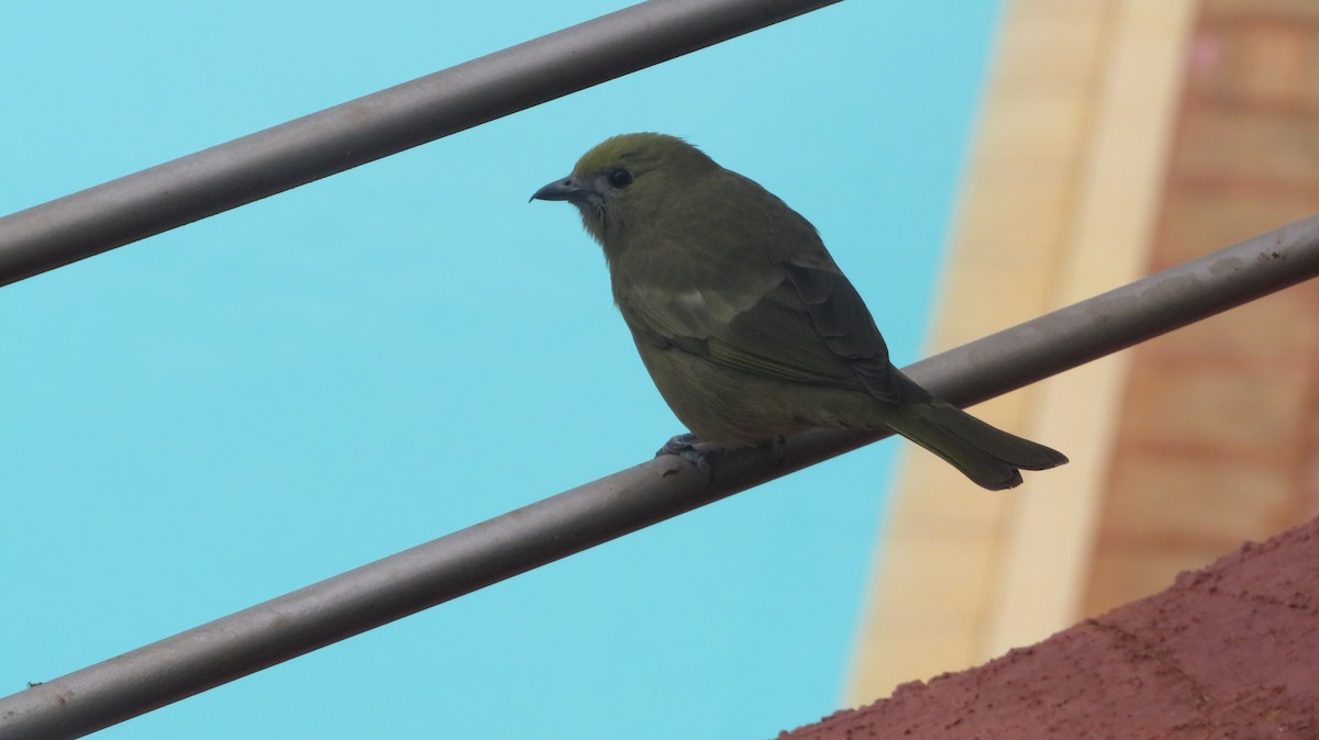 Palm Tanager - Ulises Ornstein