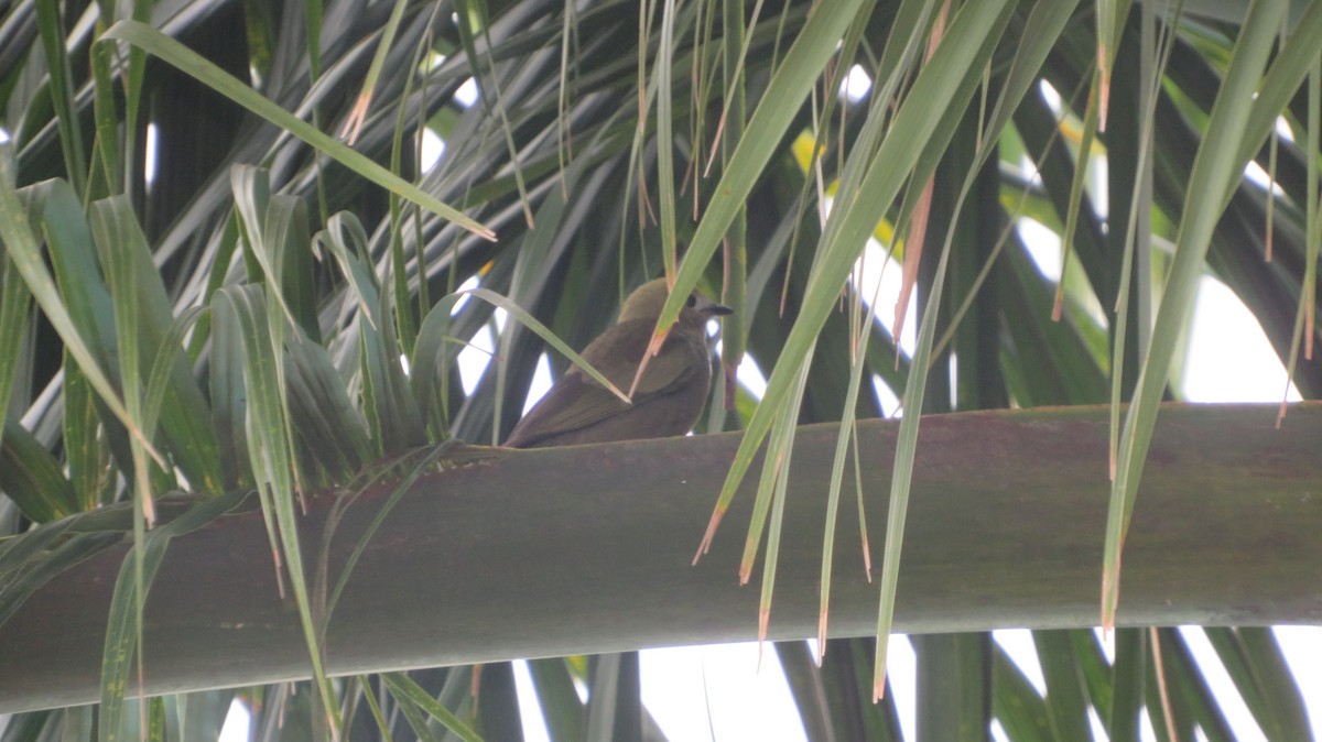 Palm Tanager - Ulises Ornstein