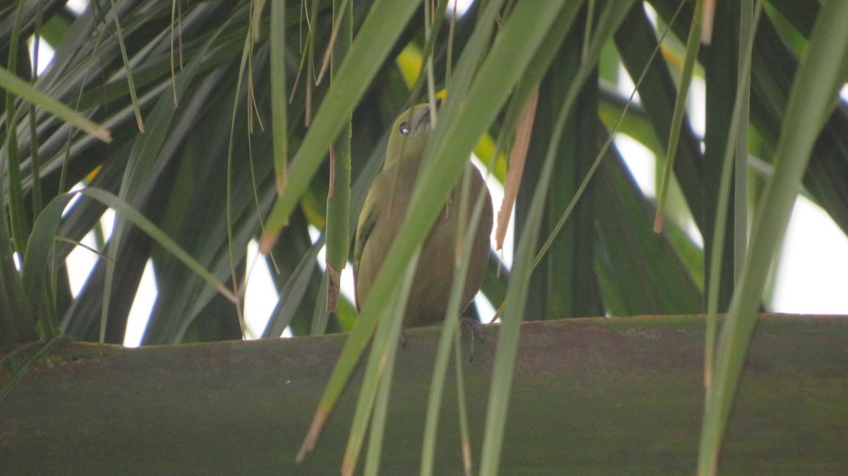 Palm Tanager - Ulises Ornstein