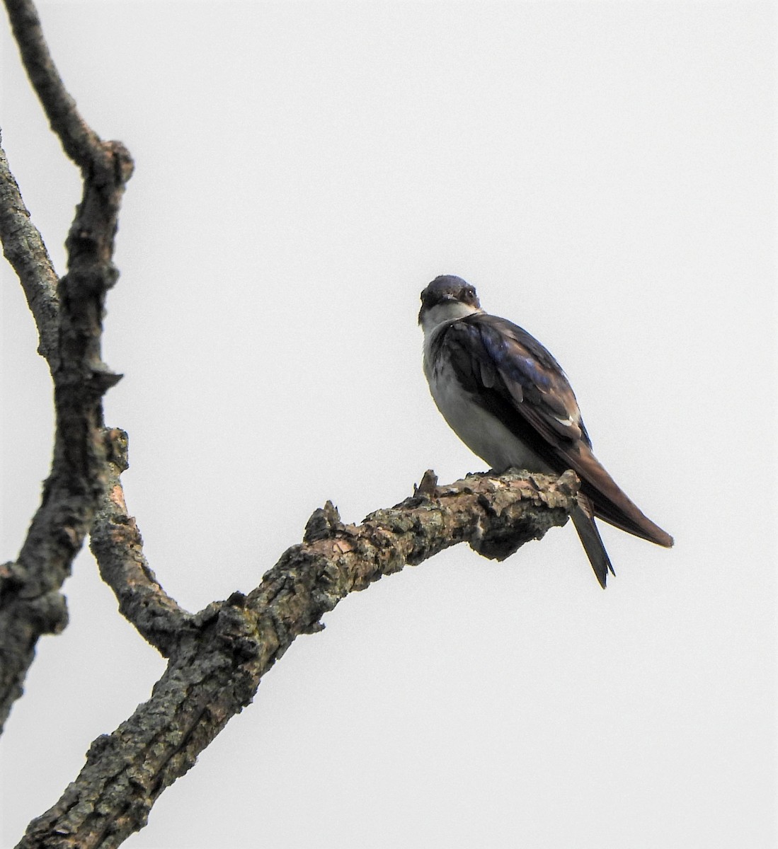 Tree Swallow - ML599943711