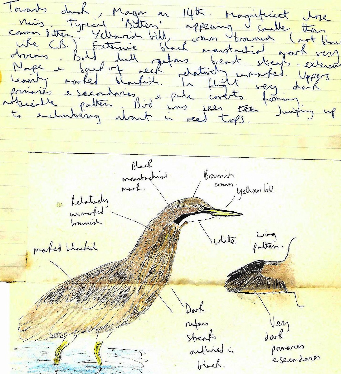 American Bittern - ML599943861