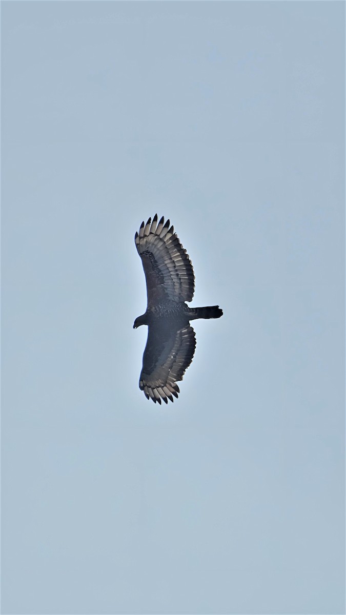 Crowned Eagle - Ameet Mandavia