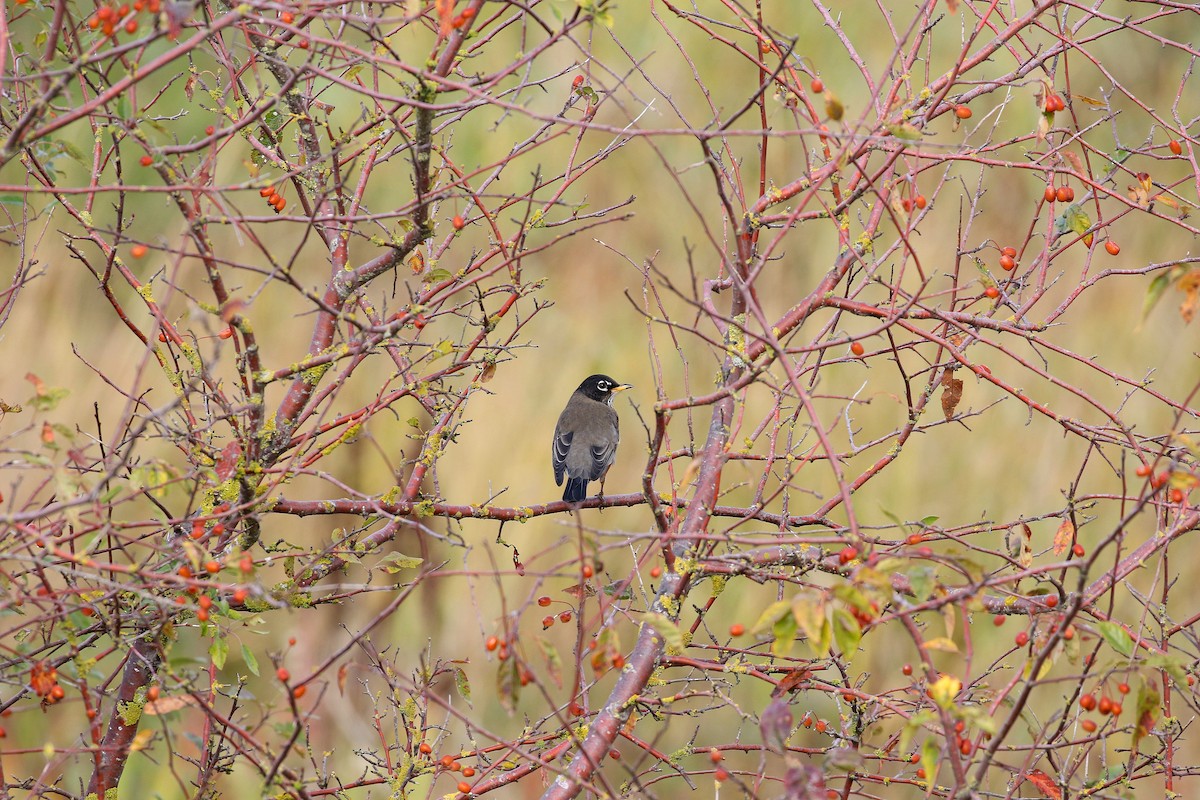 American Robin - ML599944981