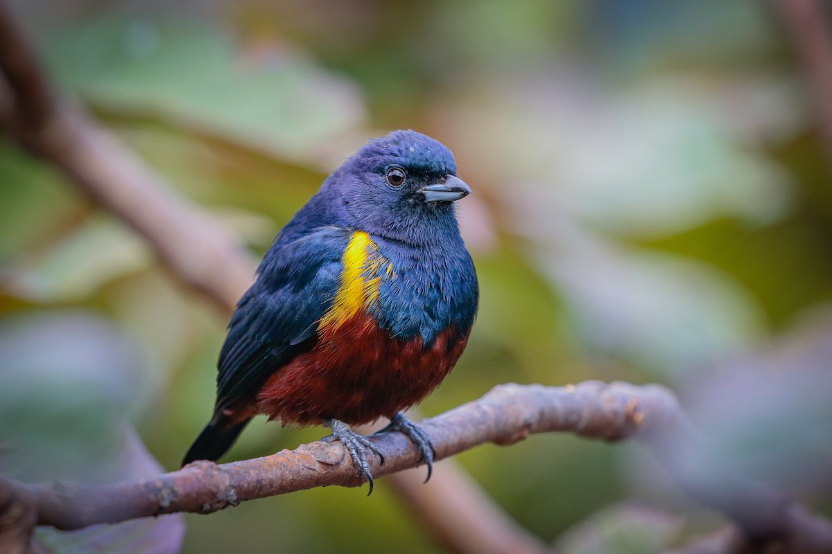 Chestnut-bellied Euphonia - ML599945251