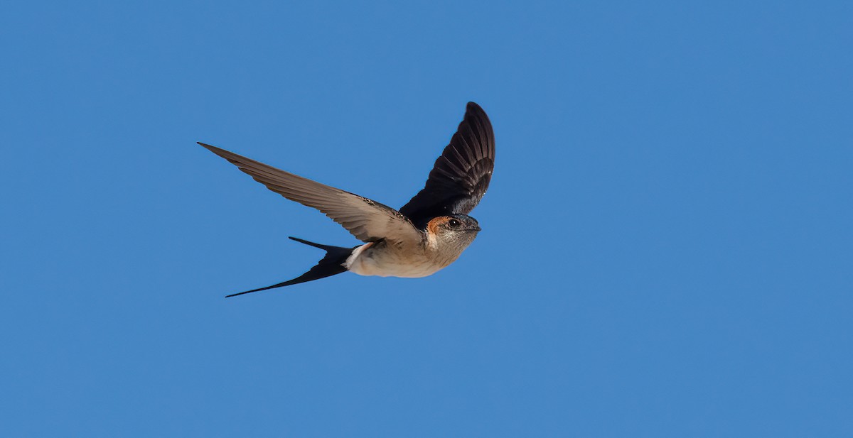 Red-rumped Swallow - George Dunbar