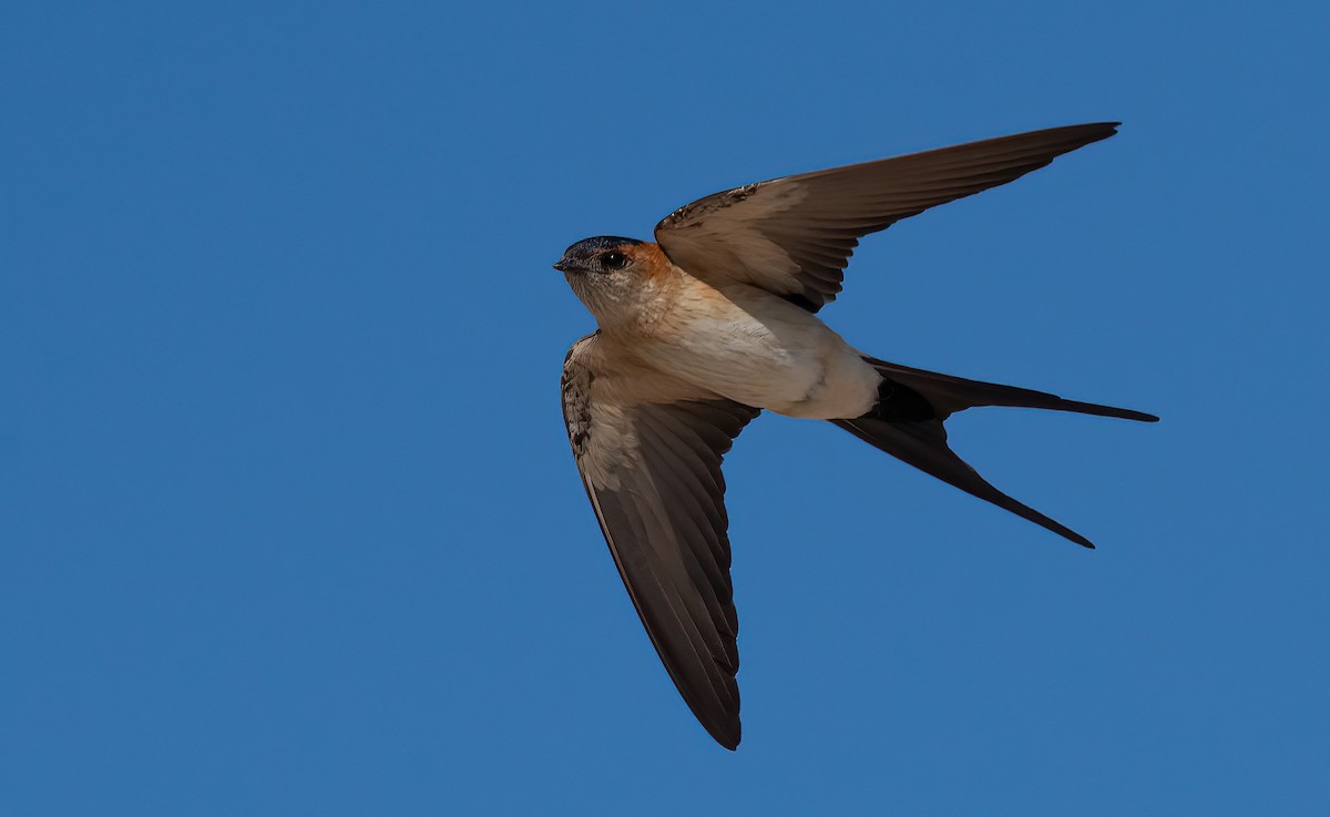 Red-rumped Swallow - George Dunbar