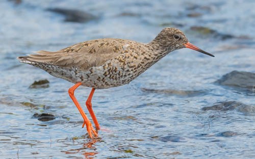 Common Redshank - ML599945821