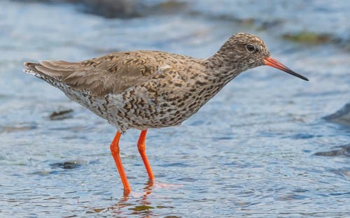 Common Redshank - ML599945831