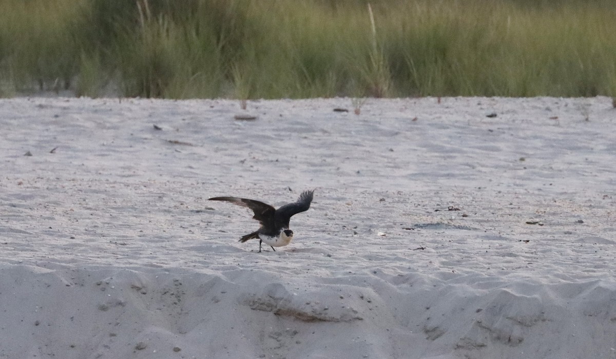 Pomarine Jaeger - Stefan Mutchnick