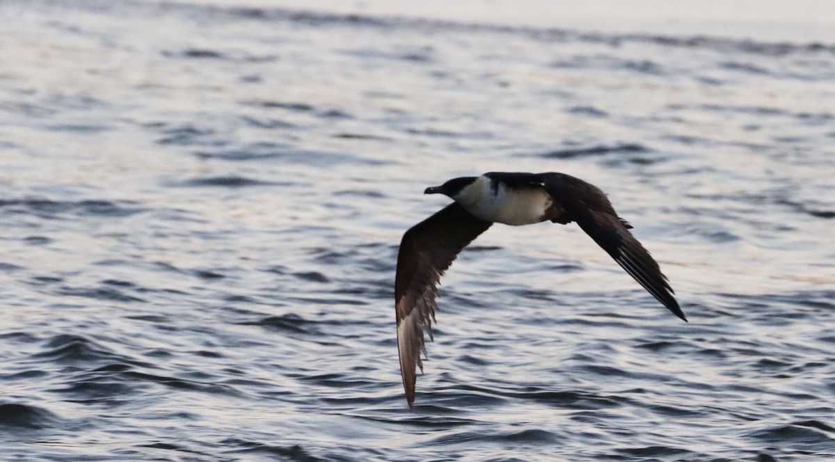 Pomarine Jaeger - Stefan Mutchnick