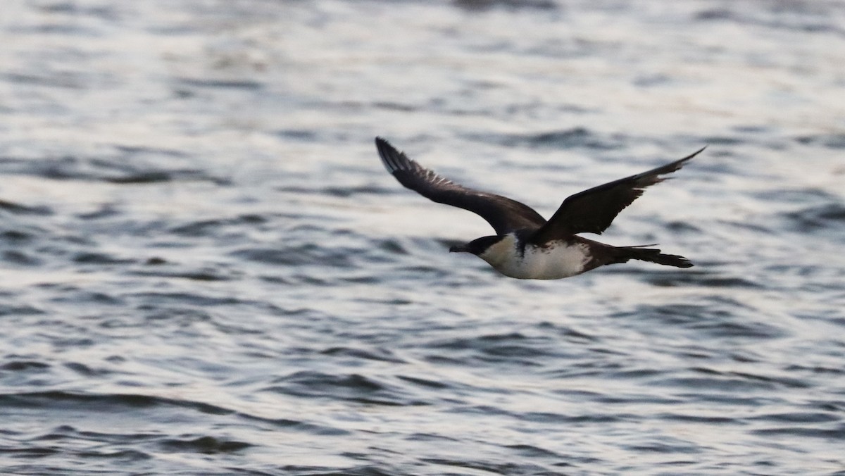 Pomarine Jaeger - Stefan Mutchnick