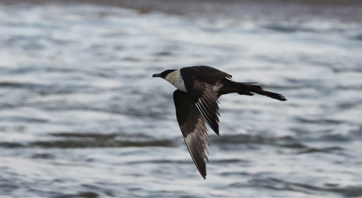 Pomarine Jaeger - Stefan Mutchnick