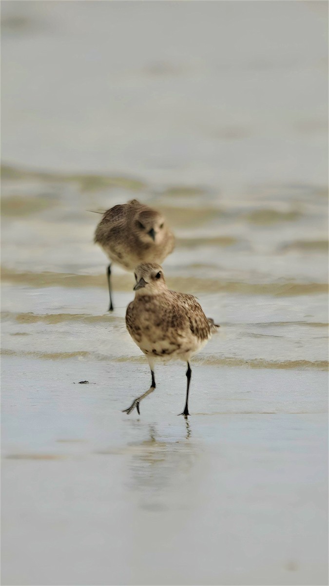 Black-bellied Plover - Ameet Mandavia