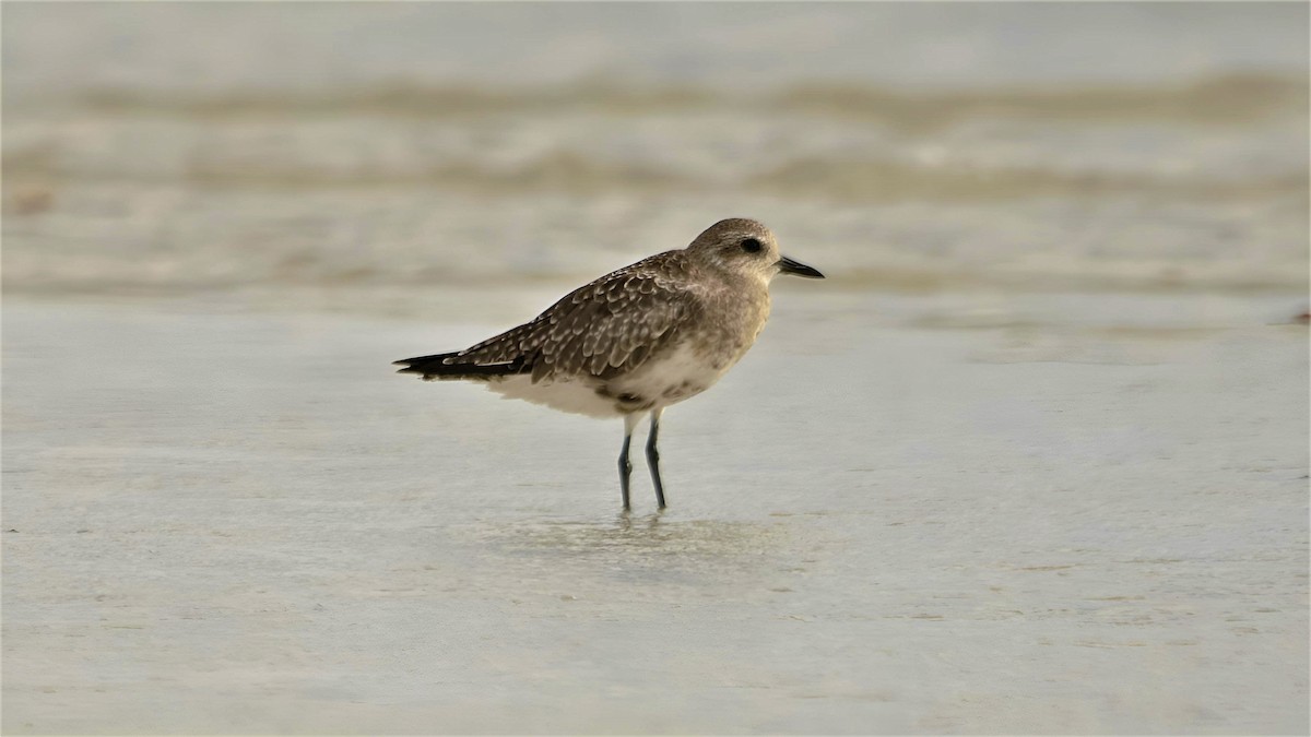 Black-bellied Plover - ML599946261