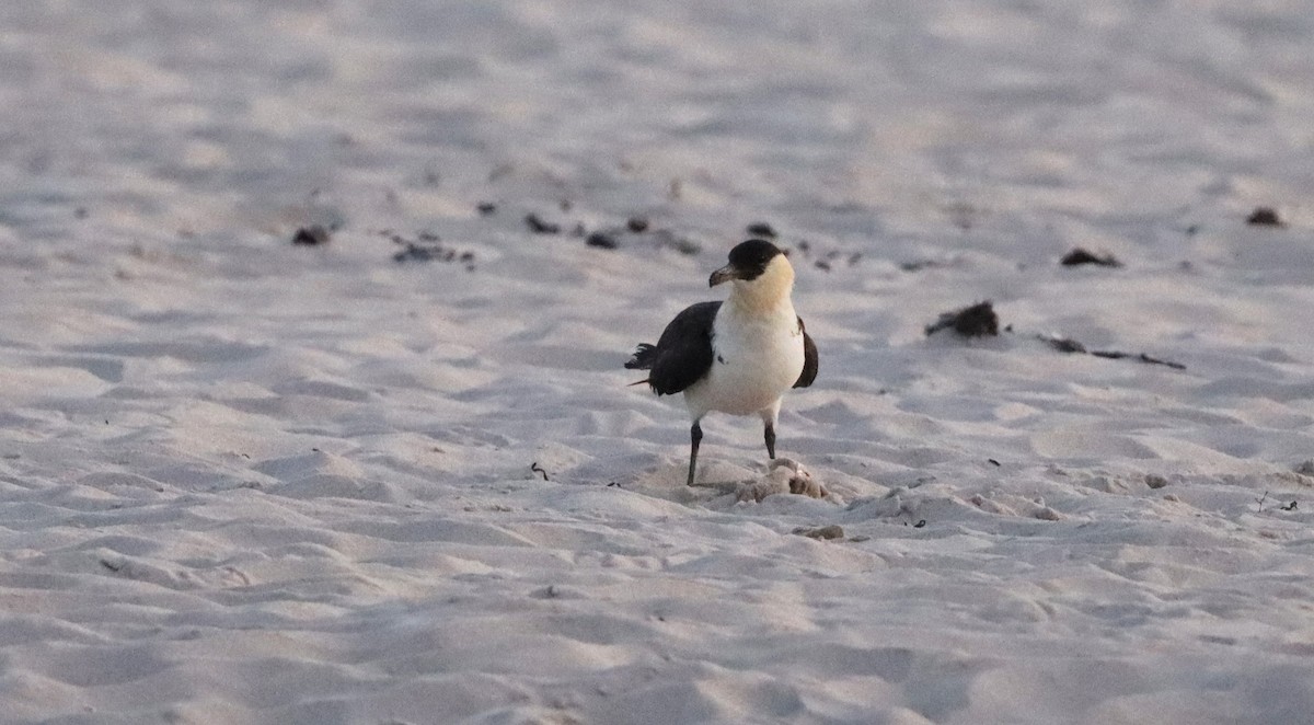 Pomarine Jaeger - Stefan Mutchnick