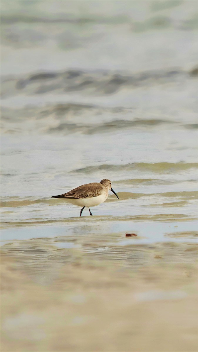 Curlew Sandpiper - ML599946331