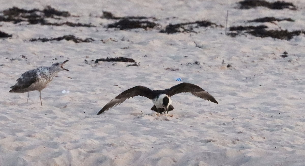 Pomarine Jaeger - Stefan Mutchnick