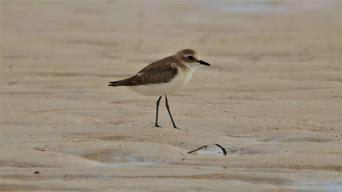 Tibetan Sand-Plover - ML599946381