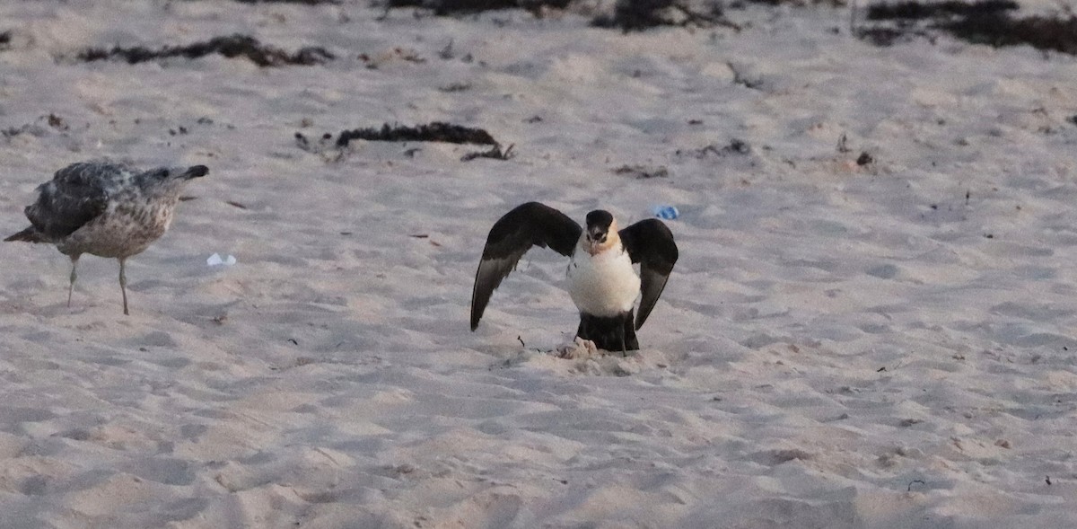 Pomarine Jaeger - Stefan Mutchnick