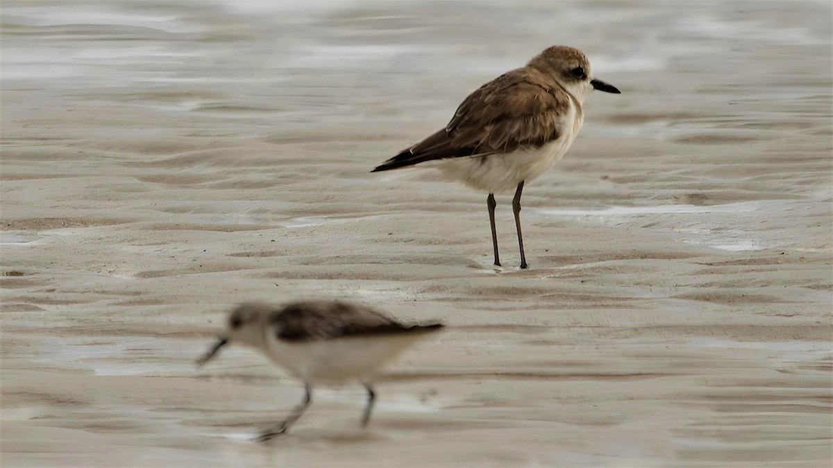 Little Stint - ML599946431