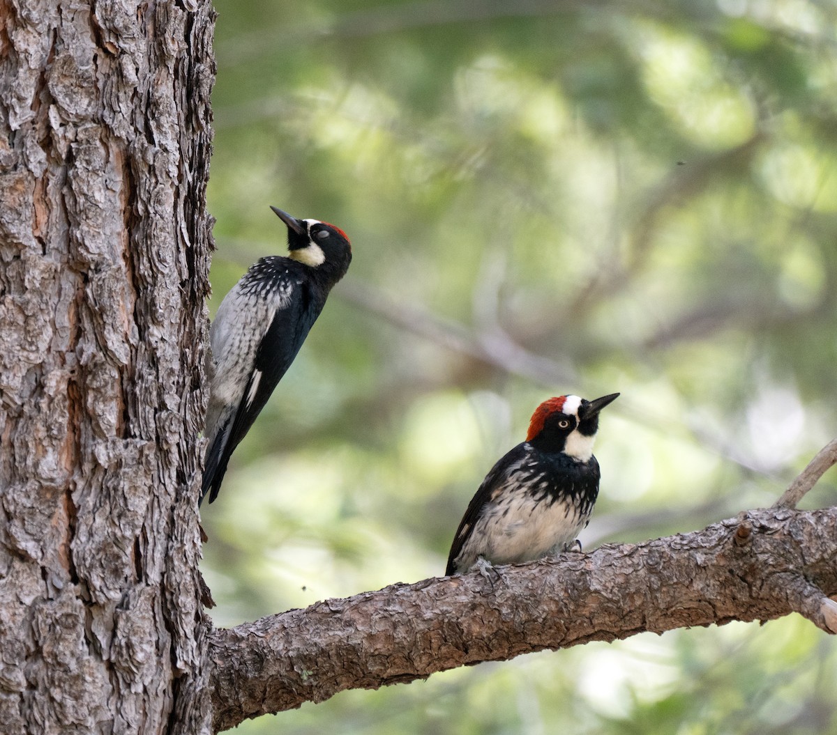 Acorn Woodpecker - ML599946521