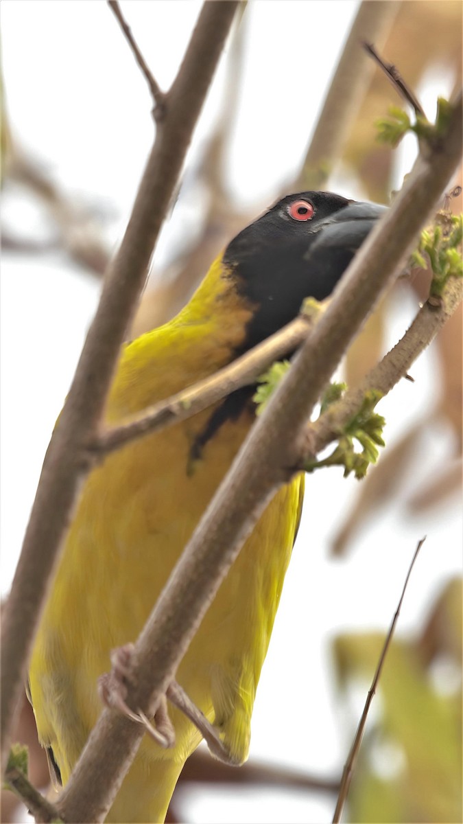 Village Weaver - ML599946561