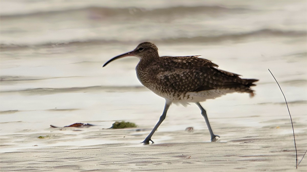 Eurasian Whimbrel - ML599946611