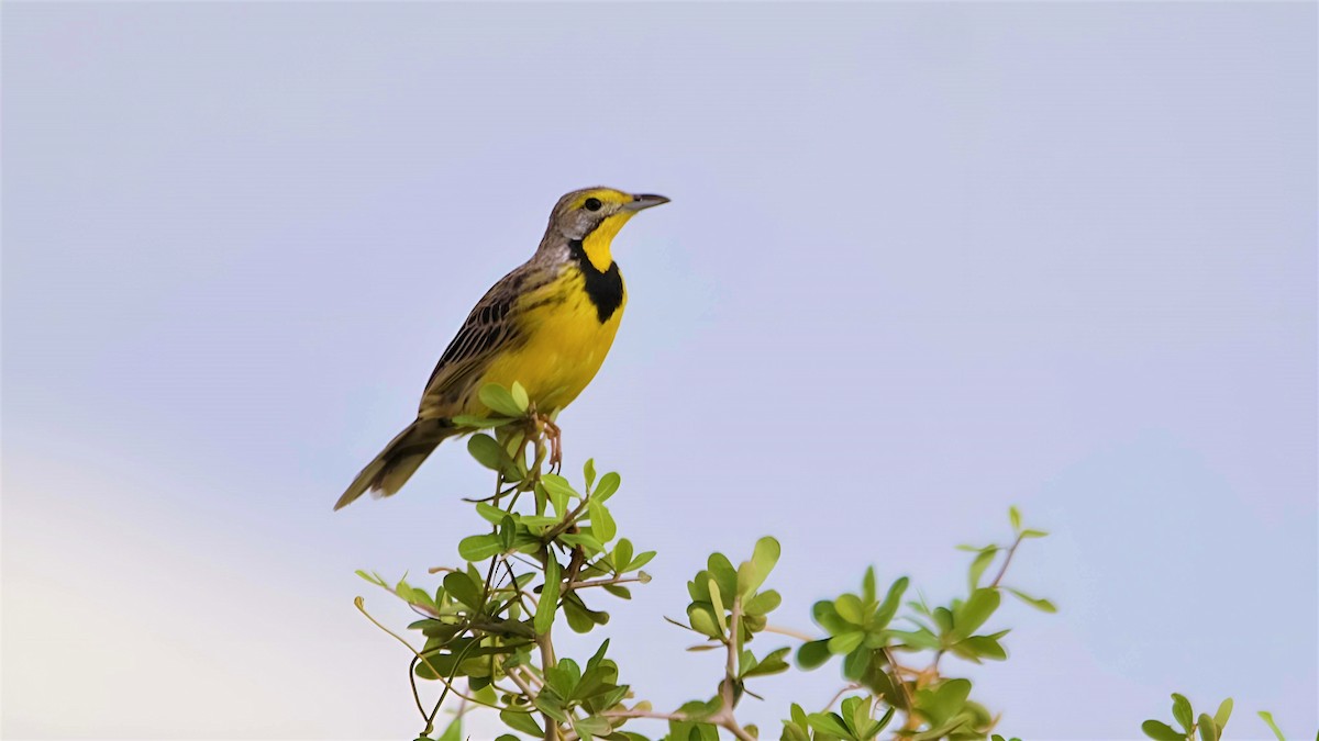 Yellow-throated Longclaw - ML599946701