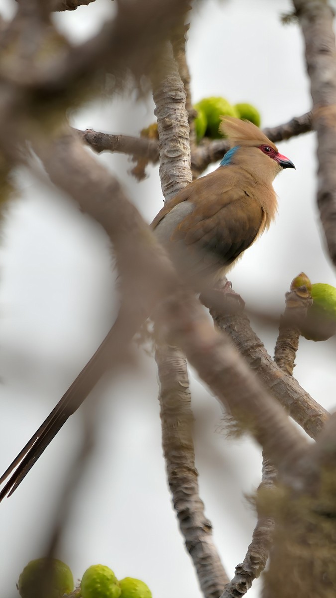 Blue-naped Mousebird - ML599948691