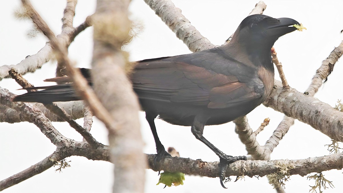 House Crow - ML599948721