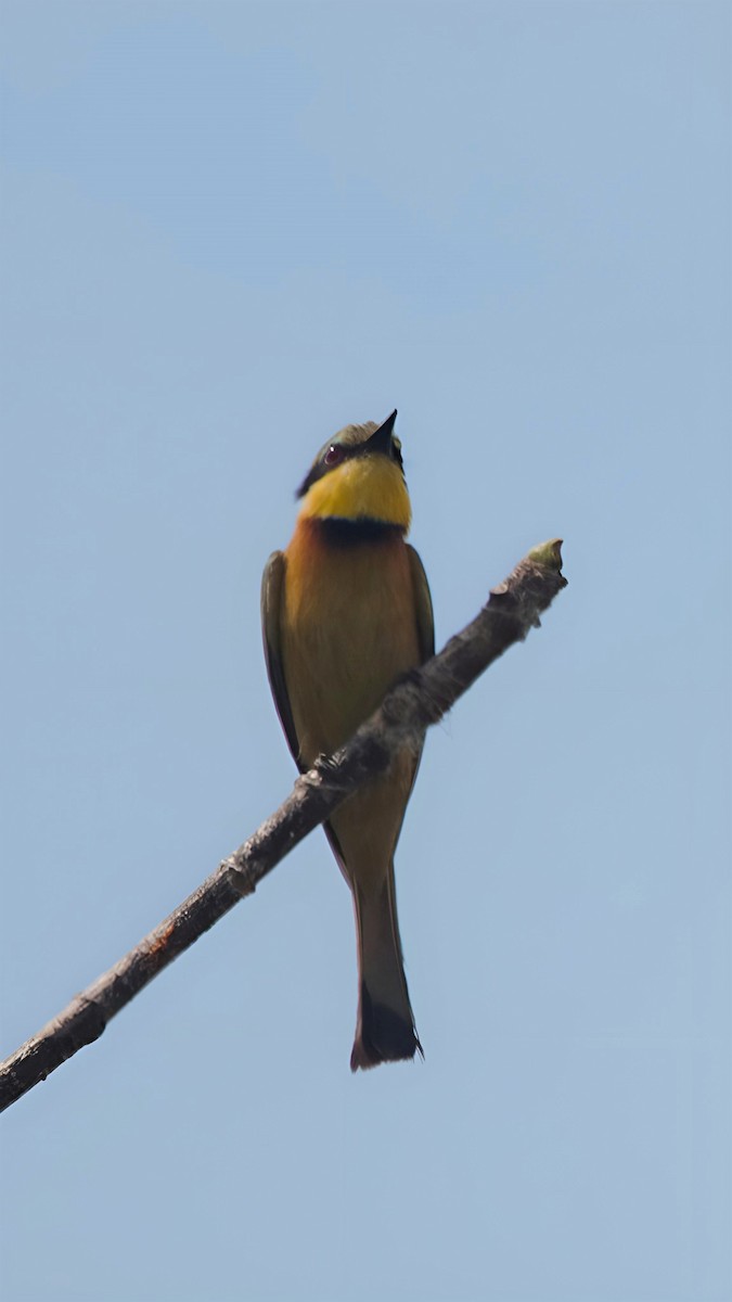 Little Bee-eater - ML599948741
