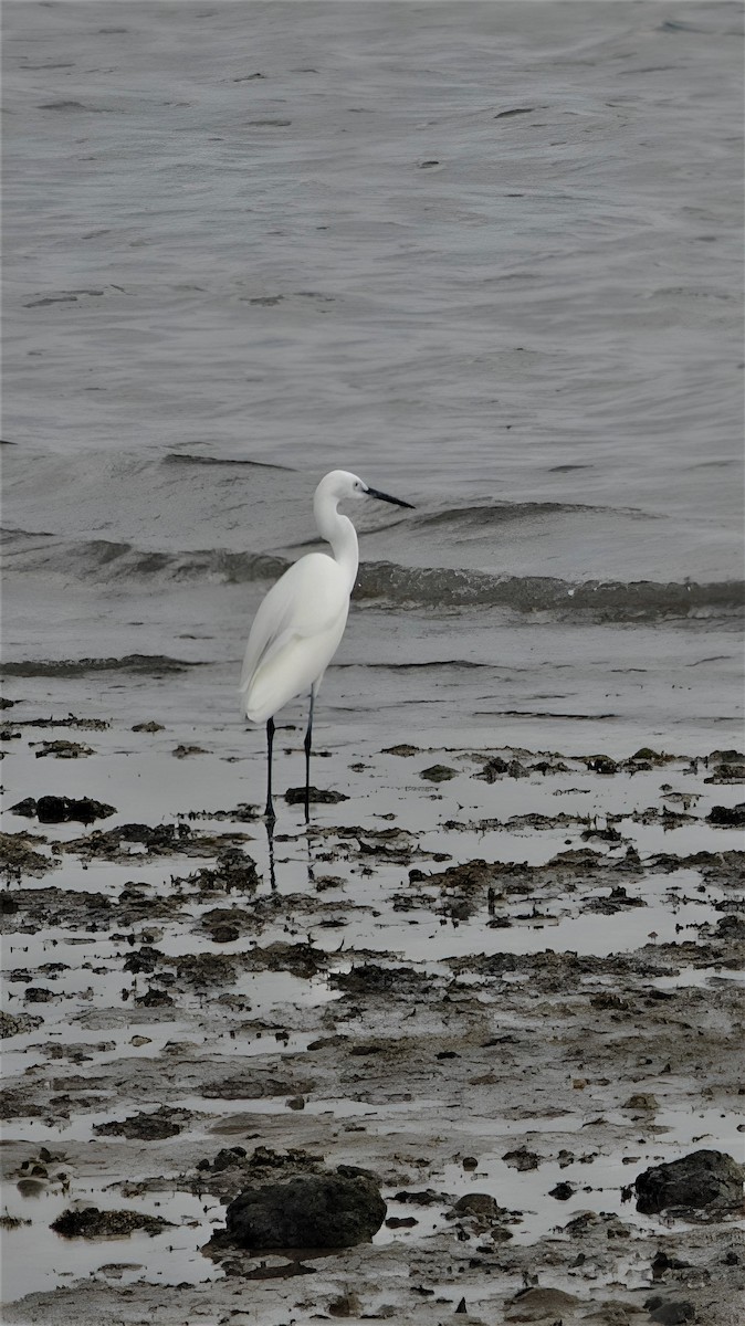 Little Egret - ML599948761