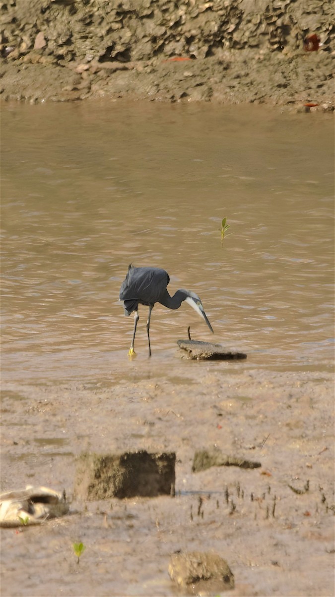 Little Egret (Dimorphic) - ML599948781