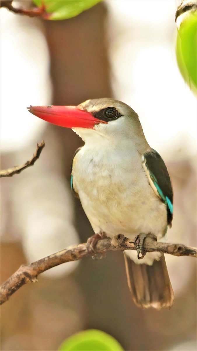 Mangrove Kingfisher - ML599948841