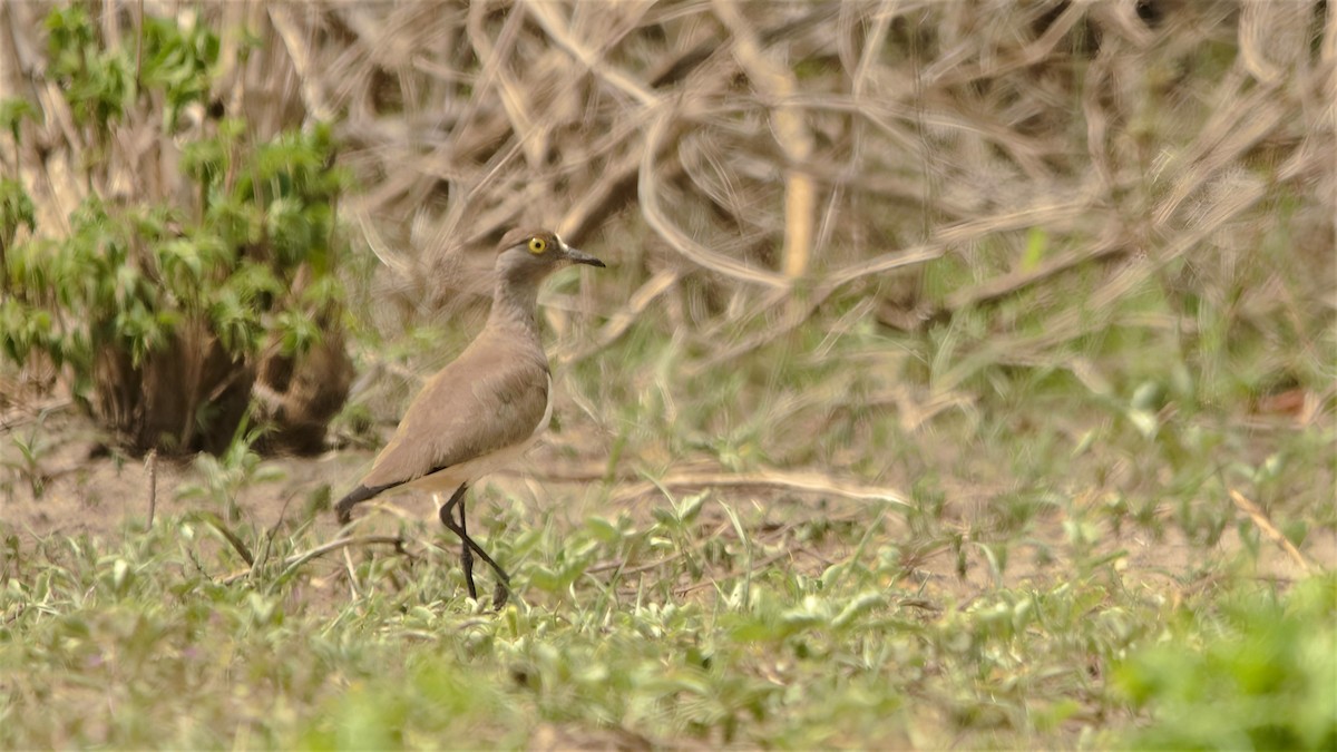 Senegal Lapwing - ML599948901