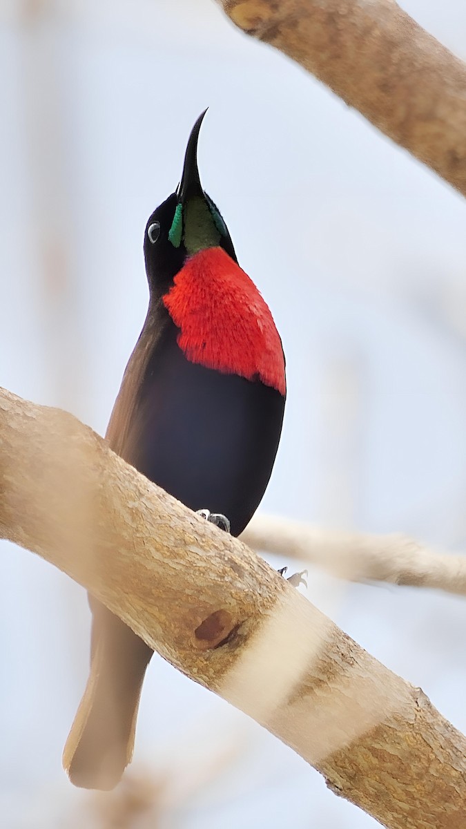 Scarlet-chested Sunbird - ML599948921