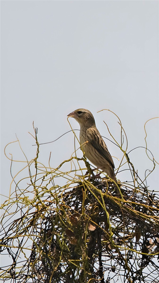 Yellow Bishop - ML599948941