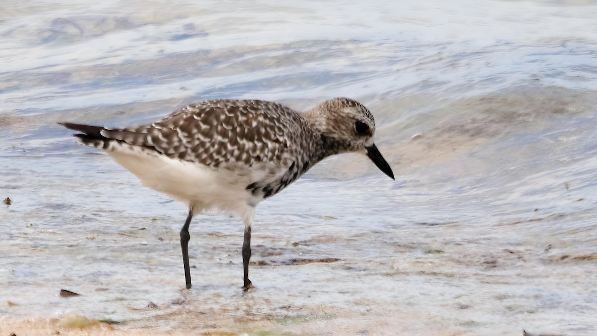 Black-bellied Plover - ML599949361