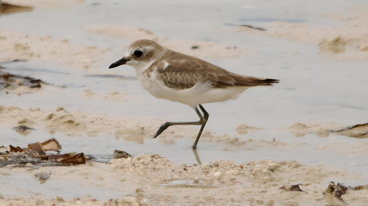 Kittlitz's Plover - ML599949371