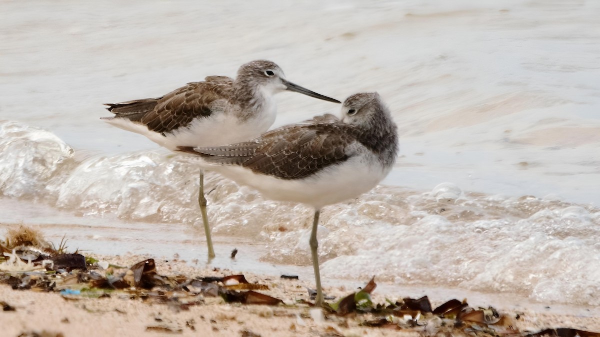 Common Greenshank - ML599949391