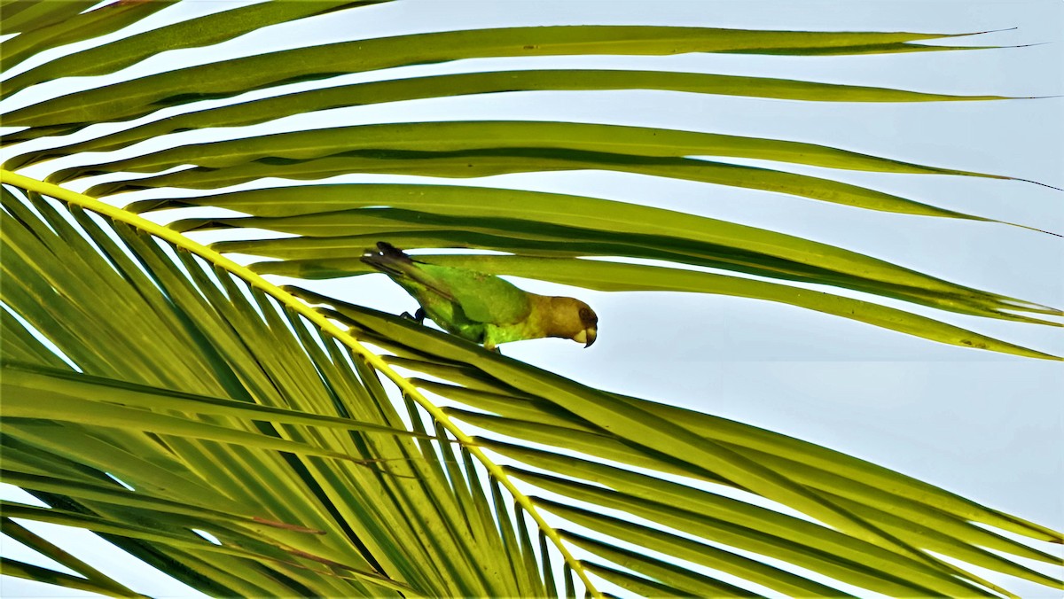 Brown-headed Parrot - ML599949431