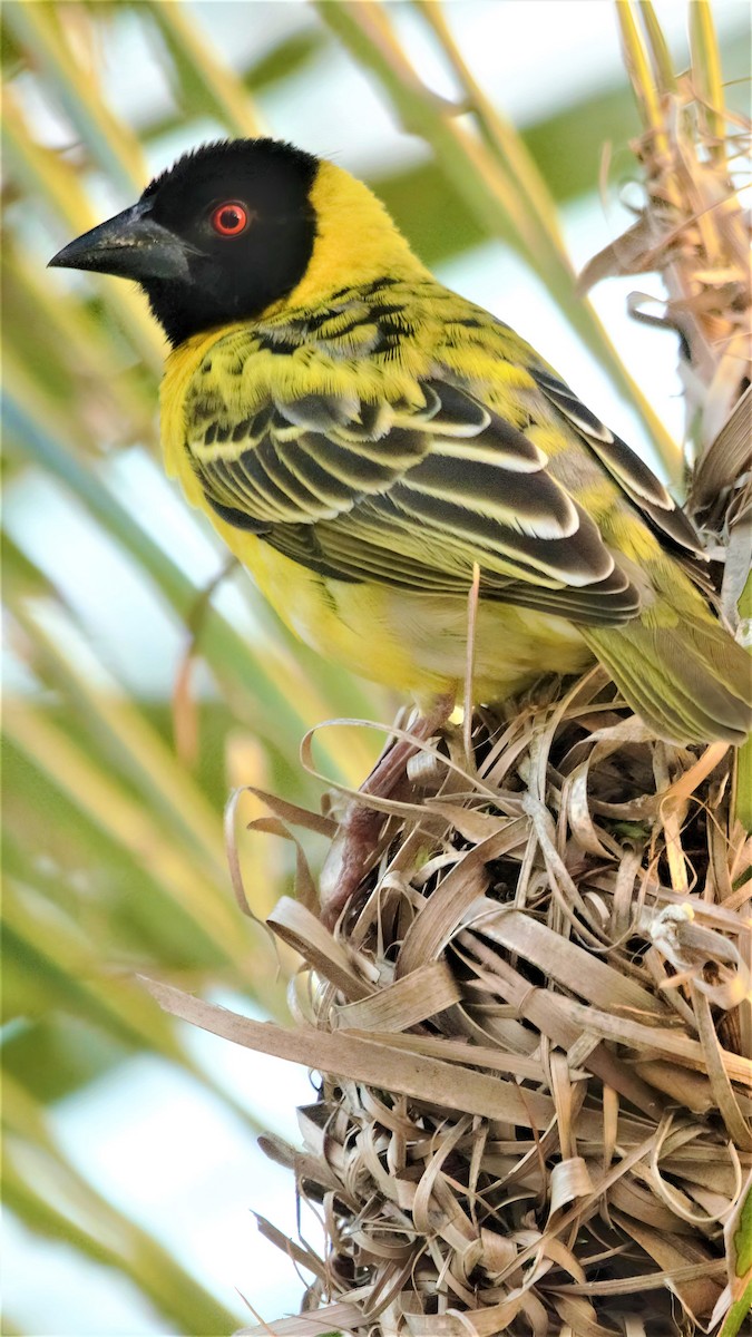 Village Weaver - ML599949481