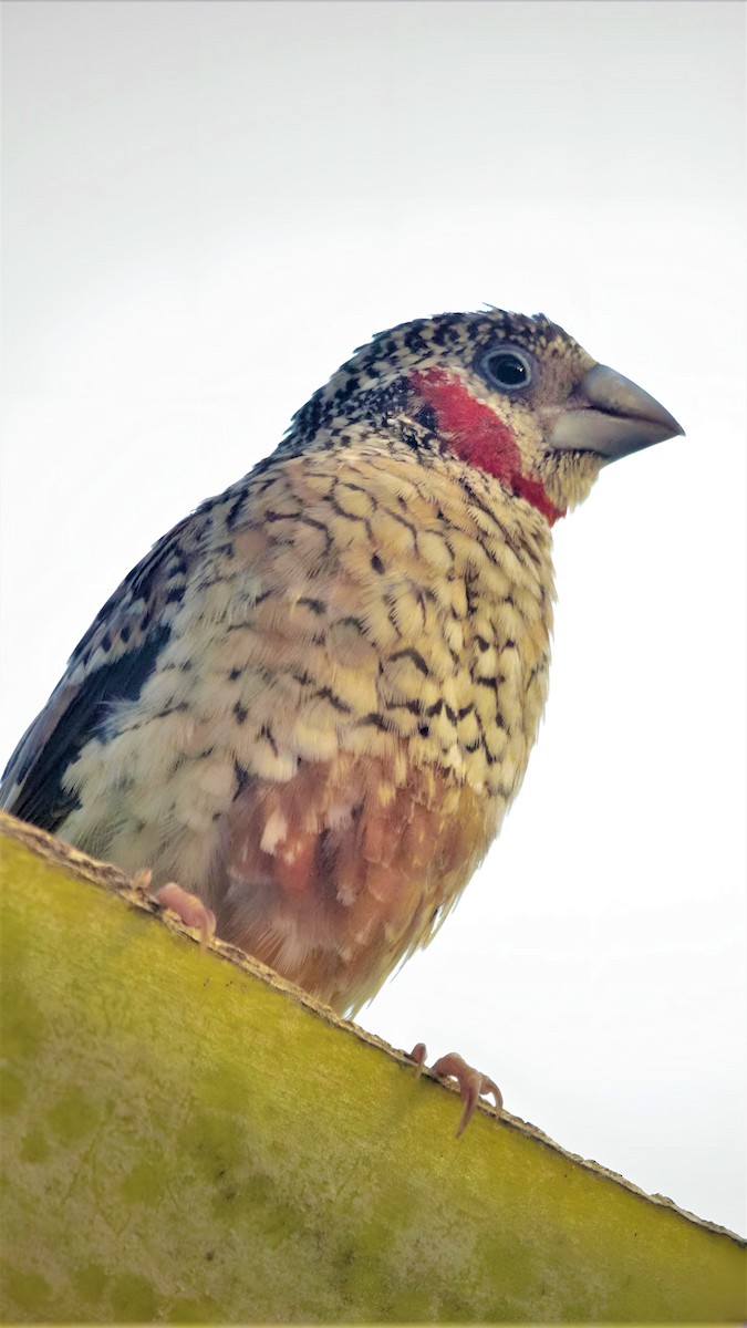 Cut-throat - ML599949491