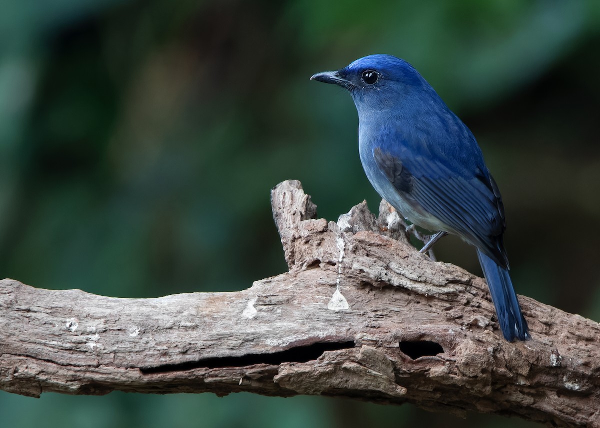 White-tailed Flycatcher - Ayuwat Jearwattanakanok