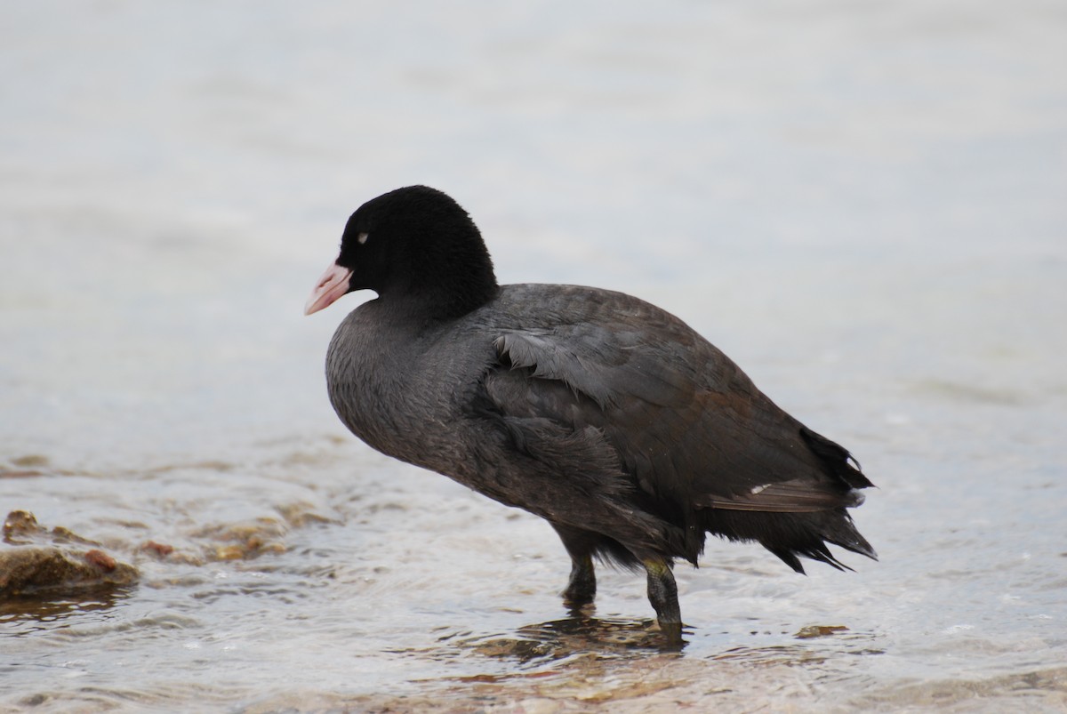 Eurasian Coot - Ryan Irvine