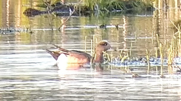 Canard d'Amérique - ML59995251