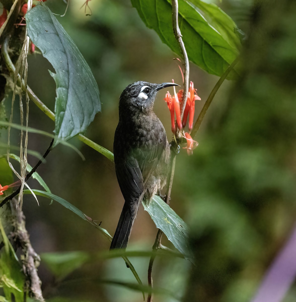 White-eared Myza - ML599952681