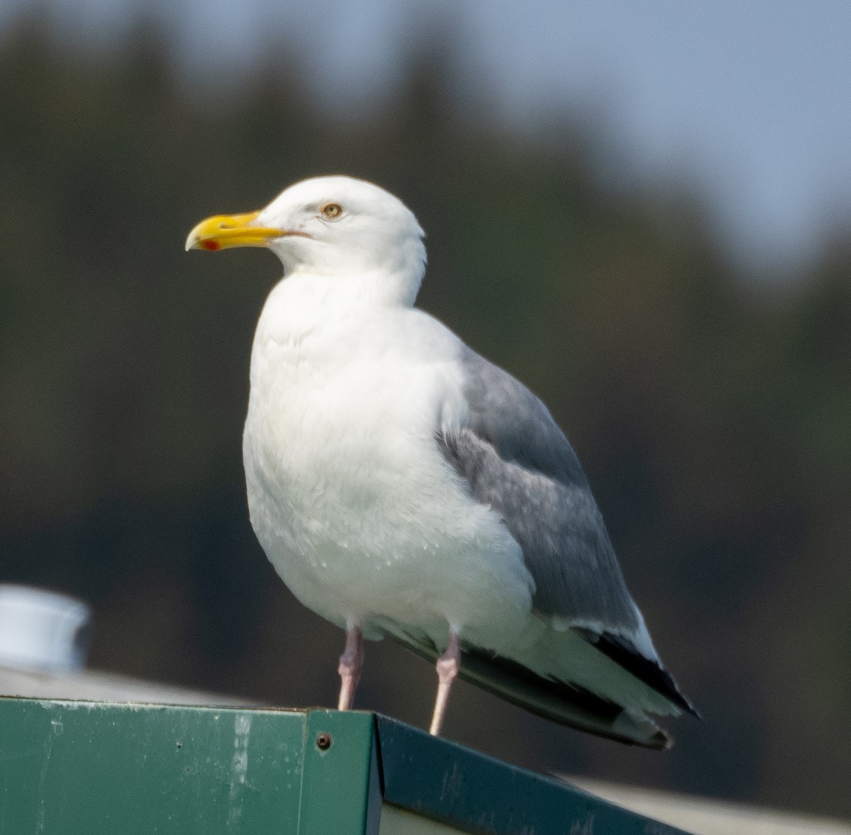 American Herring Gull - ML599953321