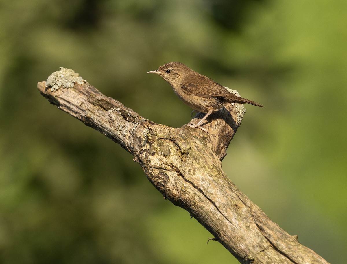 House Wren - Mike Austin